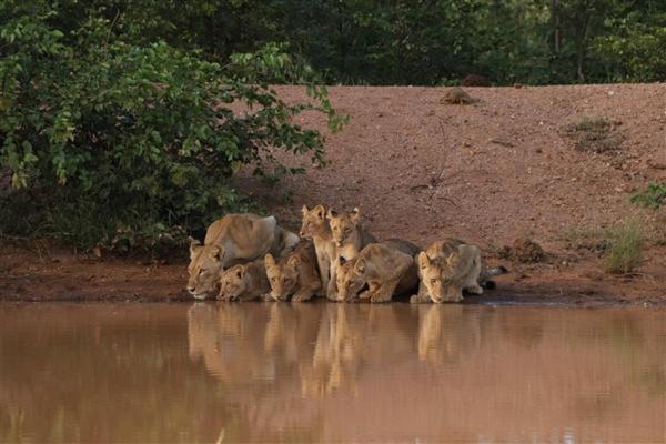 Ndzuti Bush Camp Hotell Balule viltreservat Exteriör bild