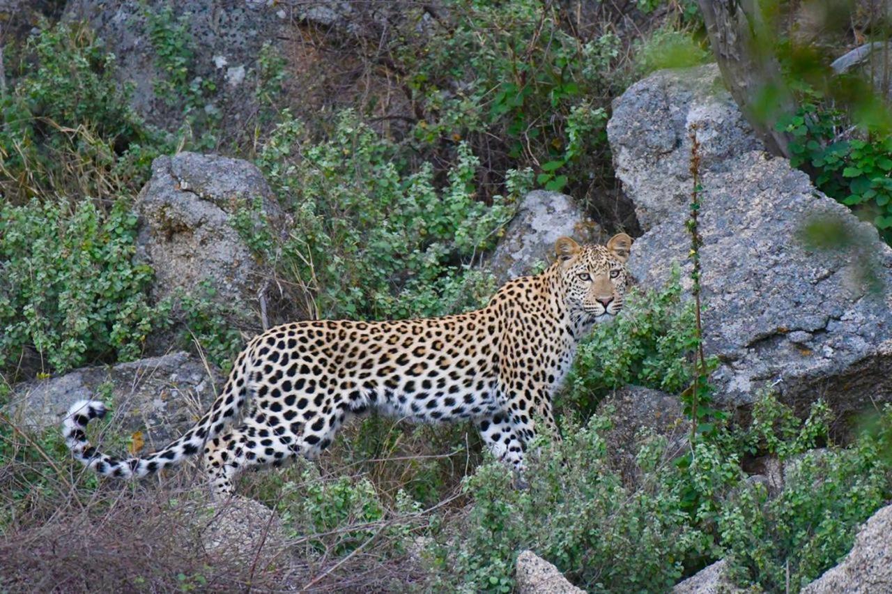Ndzuti Bush Camp Hotell Balule viltreservat Exteriör bild