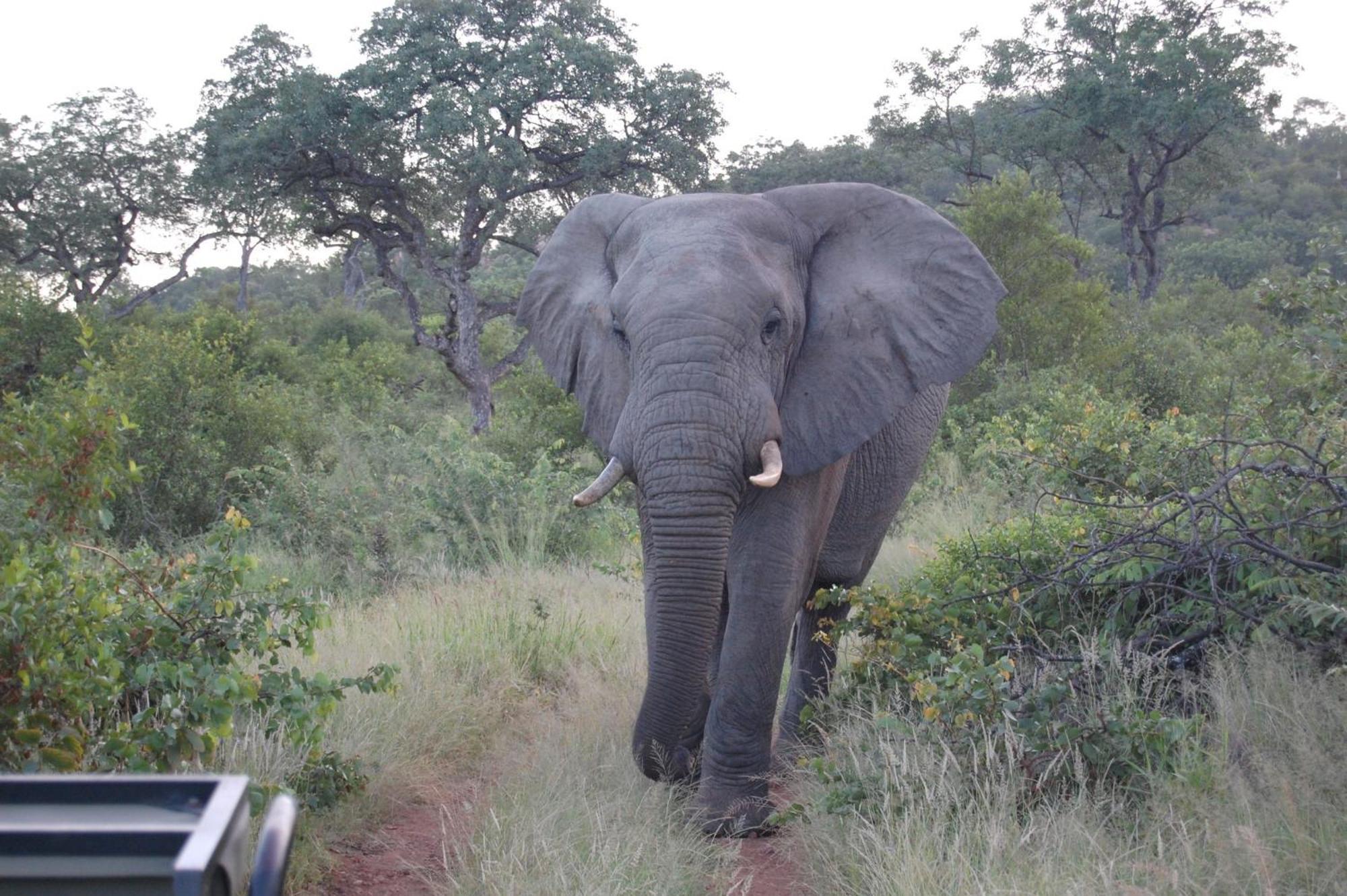 Ndzuti Bush Camp Hotell Balule viltreservat Exteriör bild